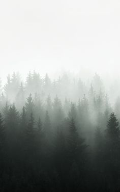 a forest filled with lots of trees covered in fog