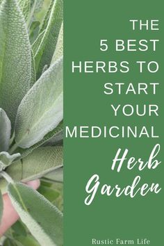 the 5 best herbs to start your medical herb garden