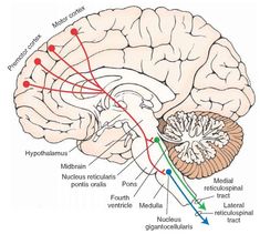 an image of the human brain and its functions