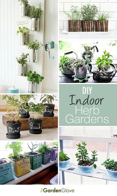 several pictures of indoor herb gardens in pots and on the windowsill, with text overlay that reads diy indoor herb gardens