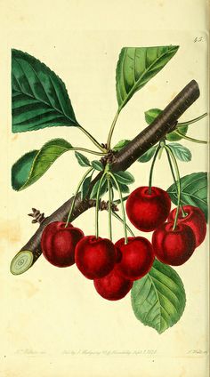 an antique print of cherries on a branch with leaves and a worm in the center