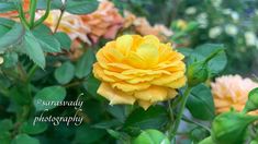 a yellow rose with green leaves in the foreground