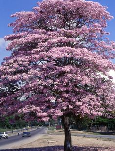 a large pink tree with lots of purple flowers