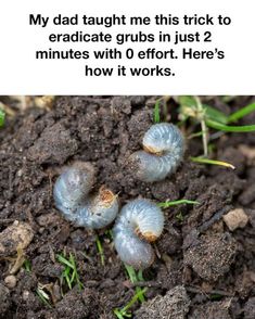 Common Bugs In Garden, Get Rid Of Grubs In Lawn, Grubs How To Get Rid Of, Hosta Care Tips, Stumpery Garden Ideas, Growing Worms, Garden Tips And Tricks, Simple Garden Ideas, Wasp Killer