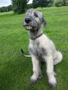 a gray and white dog sitting on top of a lush green field