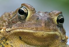 a close up view of a frog's face