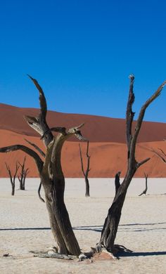 some dead trees in the desert with text overlay that reads 15 photos that will inspire you to visit namibia