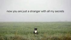 a black and white cat standing in the middle of a field with an overcast sky