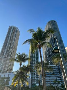 palm trees in front of tall buildings on a sunny day