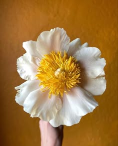 a white and yellow flower in someone's hand