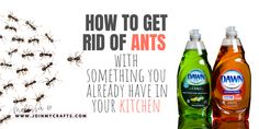 how to get rid of ants with something you already have in your kitchen and other household products