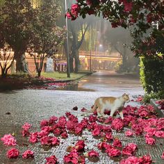 a cat walking on the ground in front of pink flowers