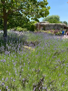 the lavender garden is full of purple flowers