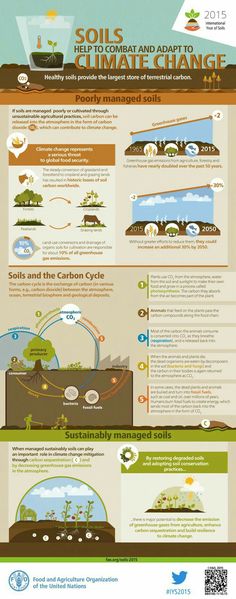 an info poster showing the different types of plants and animals that can be seen in this image