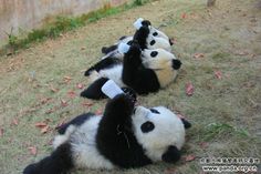 several panda bears are laying down in the grass and one is holding a sign with its paw