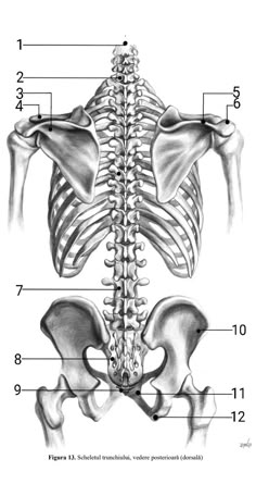 the back view of a human skeleton with its bones labeled in english and german text