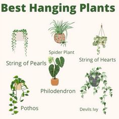 the best hanging plants for houseplants and potted plants are in this poster