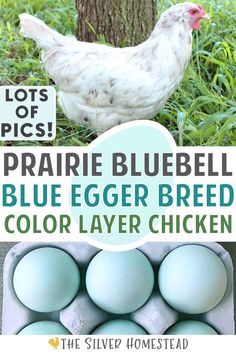 Prairie Bluebell Egger splash hen on grass and a carton of blue colored eggs with text that reads prairie bluebell blue easter egger breed color layer chicken Chickens Backyard Breeds, Chicken Coop Building Plans, Egg Pictures, Layer Chicken, Raising Chicks, Egg Laying Chickens, Backyard Chicken Farming, Chicken Garden, Crazy Chicken Lady