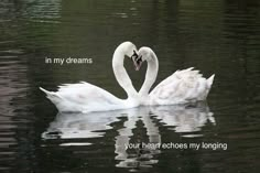 two swans in the water making a heart shape with their necks