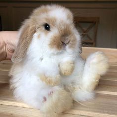 a small white and brown rabbit sitting on top of a wooden table next to a person's hand