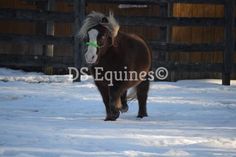 a brown horse walking in the snow with a green tag on it's ear