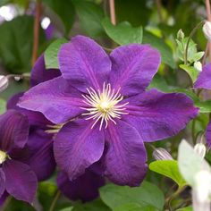 purple flowers with green leaves in the background