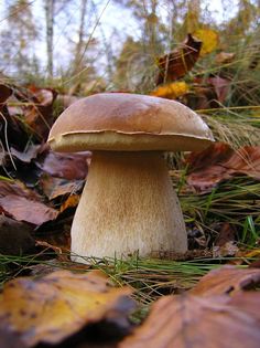 a close up of a mushroom on the ground with leaves in the foreground and trees in the background