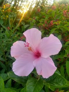 a pink flower is in the middle of some green leaves