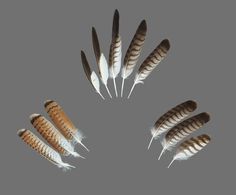 several feathers arranged in the shape of a circle