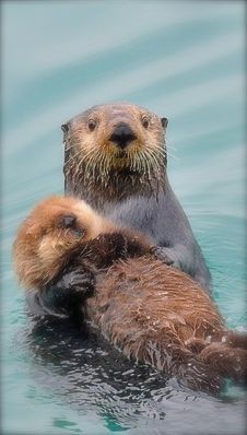 two sea otters are swimming in the water together, with their heads touching each other