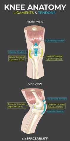 Do you have pain behind your knee? Learn more about knee anatomy, including ligaments and tendons, to find the possible causes and treatments. Knee Anatomy, Vitamins For Nerves, K Tape, Inner Knee Pain, My Knee Hurts, Knee Pain Exercises, Ligaments And Tendons, Nerve Pain Relief, Knee Exercises