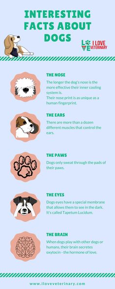 an info sheet describing the different types of dogs and how they are used to treat them