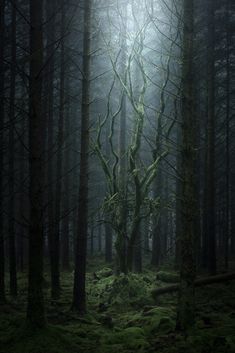 a dark forest with moss growing on the ground