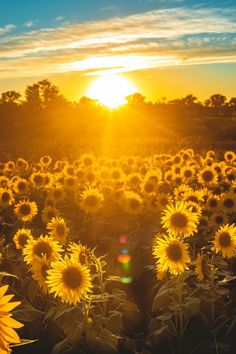 the sun is setting over a large field of sunflowers