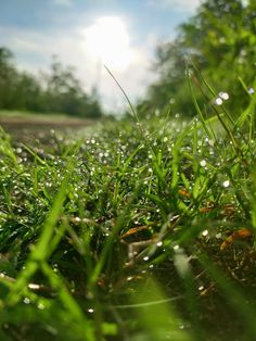 the grass is covered with water droplets