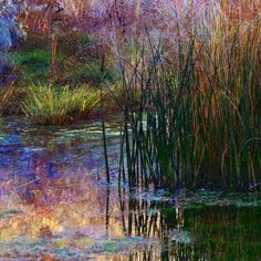 an image of a pond with water lilies and reeds