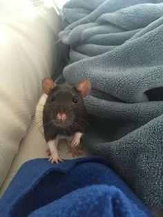 a brown rat sitting on top of a blue blanket