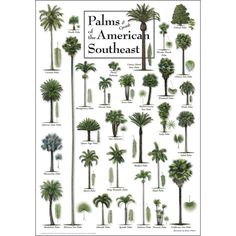 palm trees and the american southwest poster on a white background with green leaves, from top to bottom