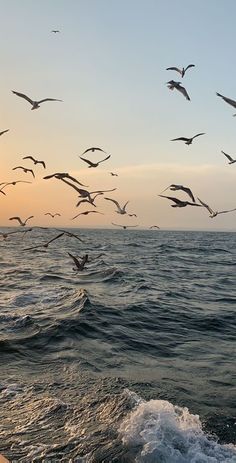 a flock of seagulls flying over the ocean at sunset