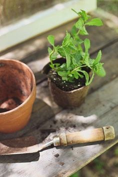 a potted plant sitting on top of a wooden table next to a garden knife