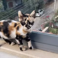 a calico cat is looking out the window