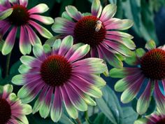 purple flowers with green leaves and a bee on one of it's petals in the center