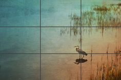 a bird is standing in the water near tall grass