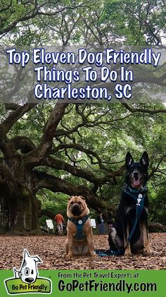 two dogs sitting in the leaves under a large tree with text that reads top eleven dog friendly things to do in charleston, sc