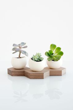 three succulents in white ceramic pots on wooden bases