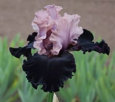 a purple and black flower in the middle of some grass with other flowers behind it