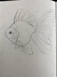 a pencil drawing of a fish on paper