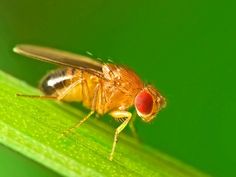 a fly sitting on top of a green leaf