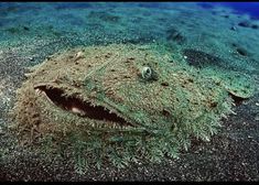 an image of a fish that is on the ocean floor with sand and seaweed