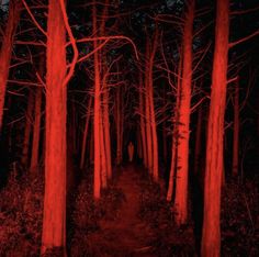 a person standing in the middle of a forest with red light coming from their eyes